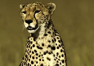 Sloth vs cheetah