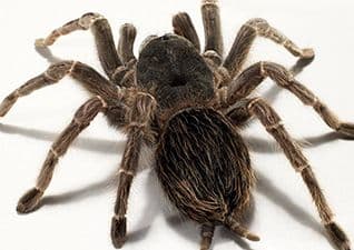 Tracking tarantulas