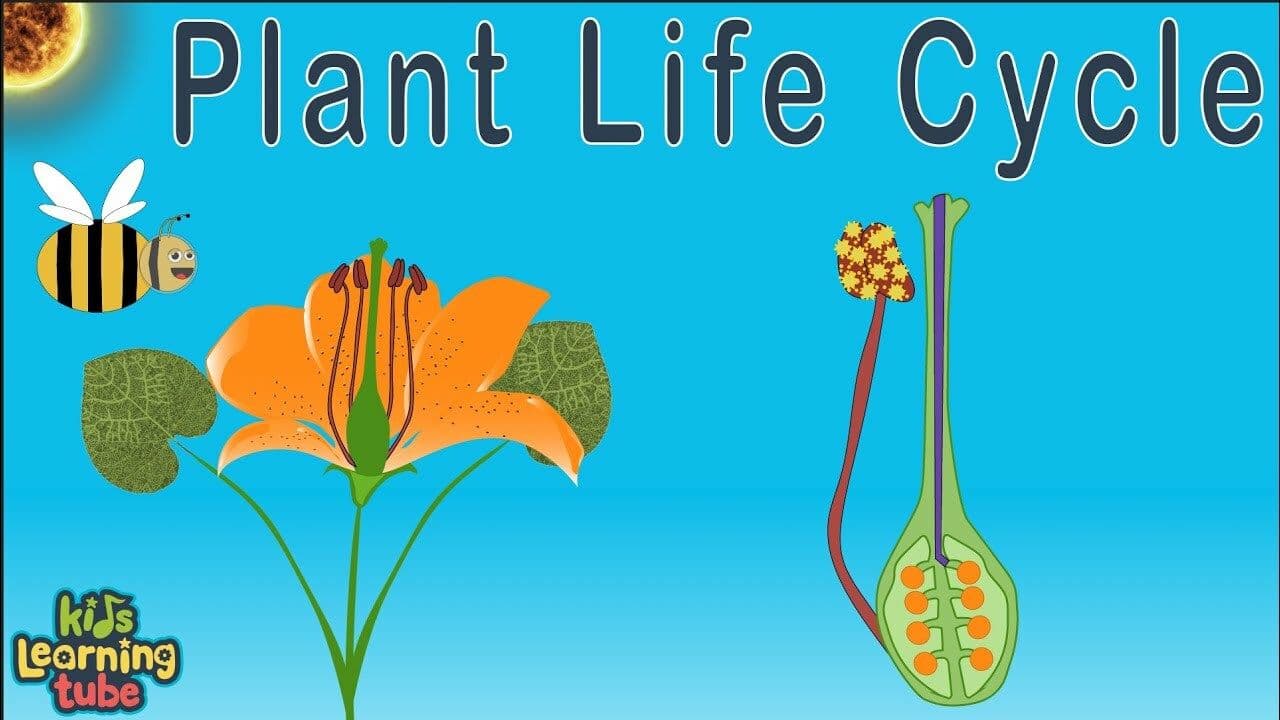 Plant Life Cycle /Seed Germination