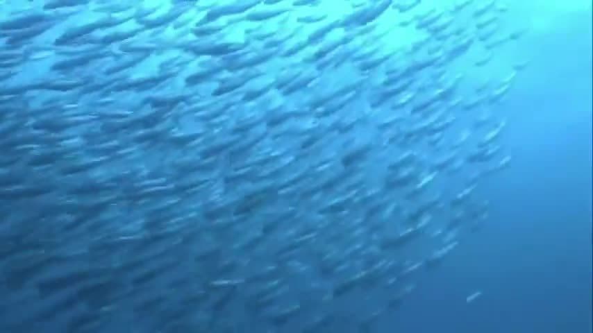 The Great Sardine Run: Reflecting on the sardine run event