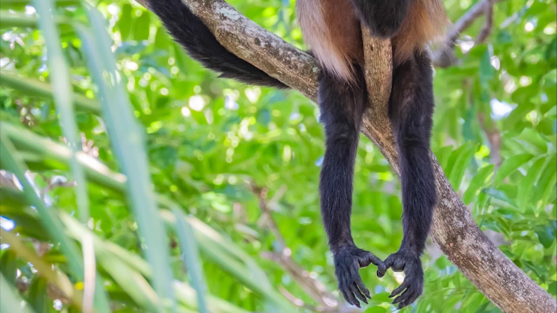 Science Kids: Exploring the Fascinating World of Monkeys
