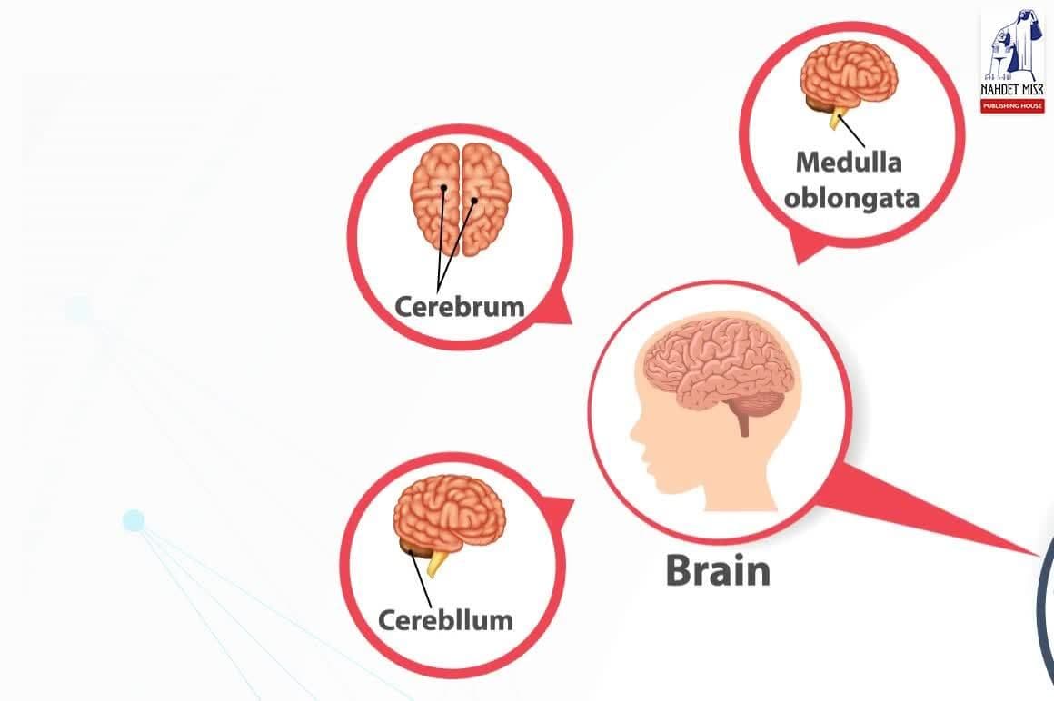 Summary / Human nervous system