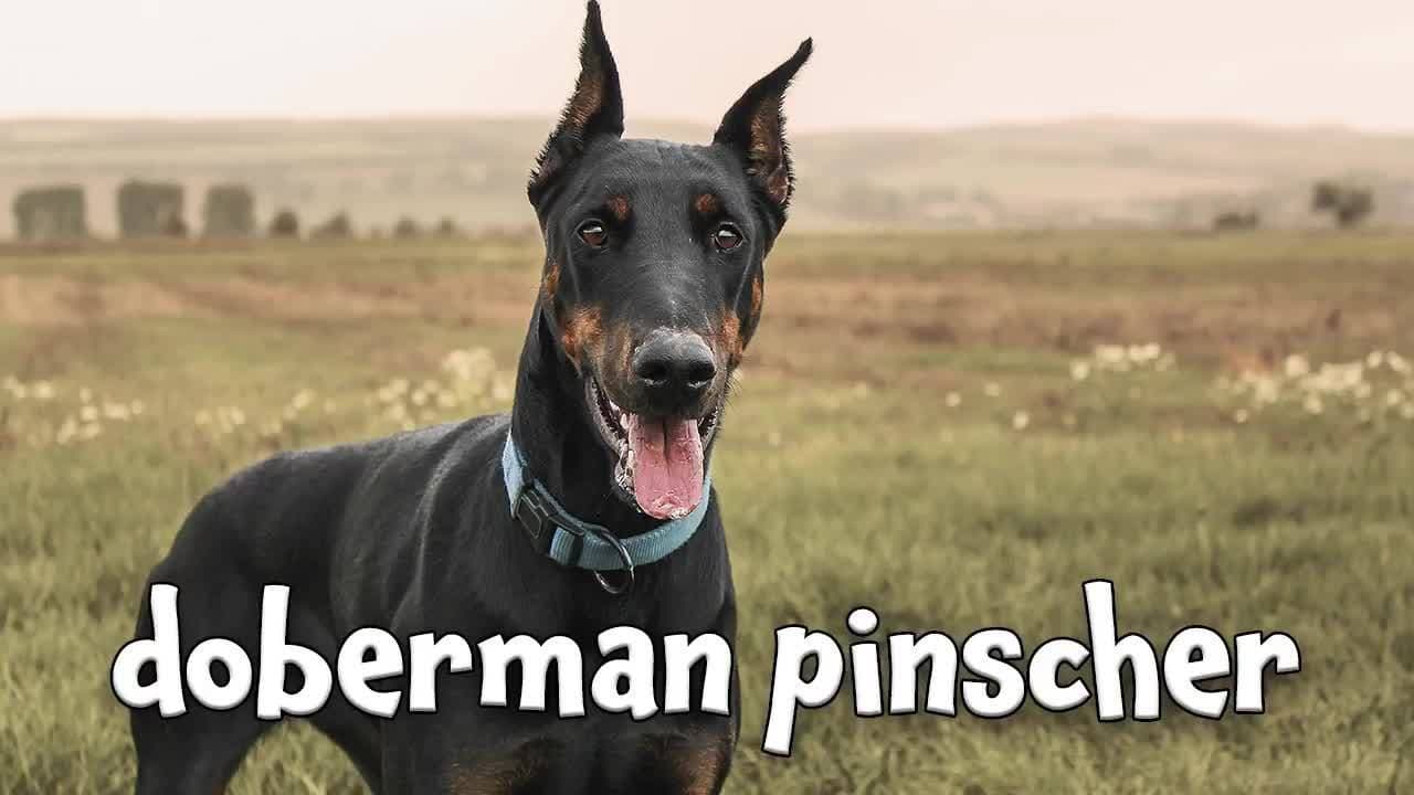 Types of Dogs! Learn about Dog Breeds for Kids