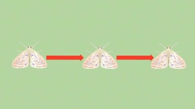 Insect Growth and Breeding