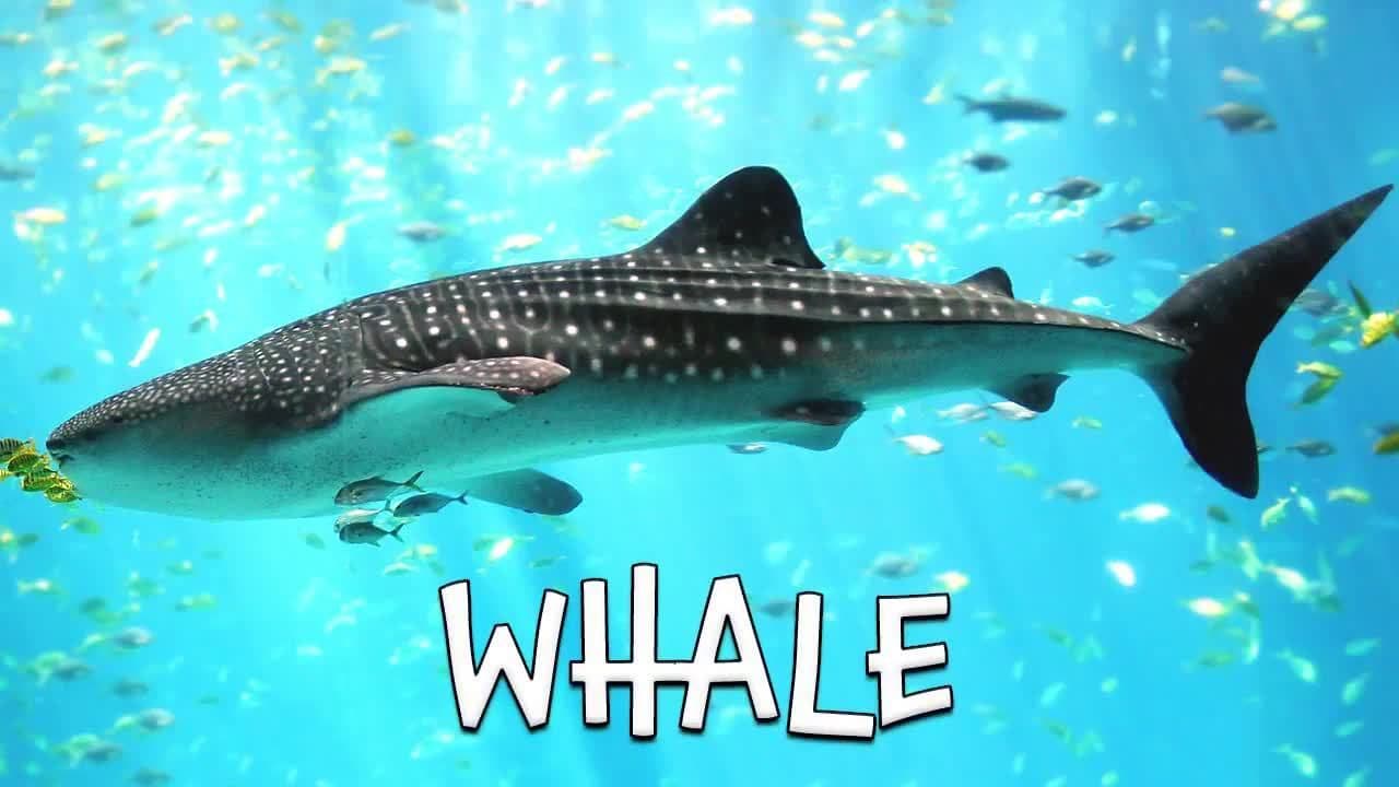Types of Sharks - Learning about Sharks for Children