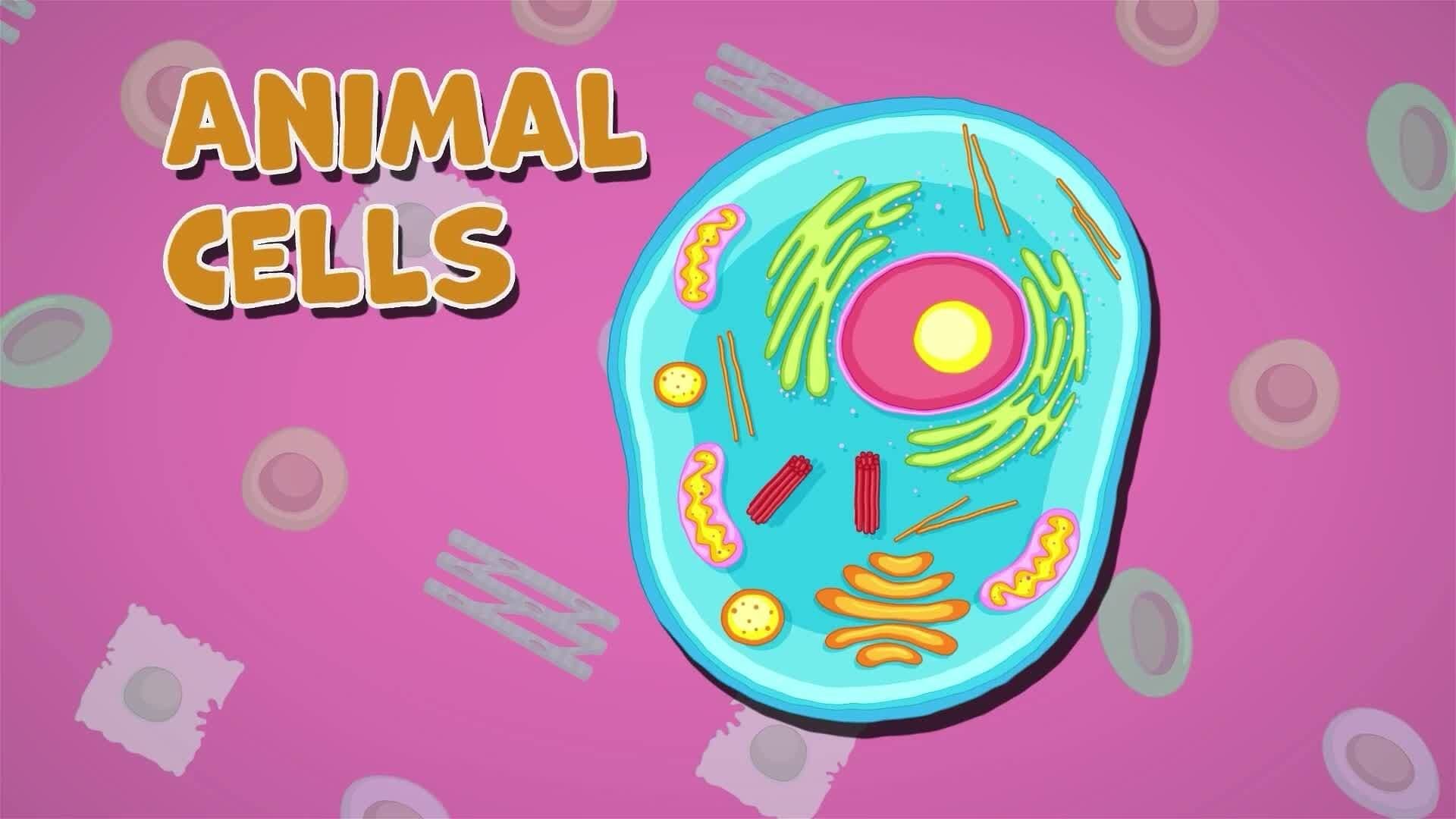 I WONDER - What Are The Different Types Of Cells?