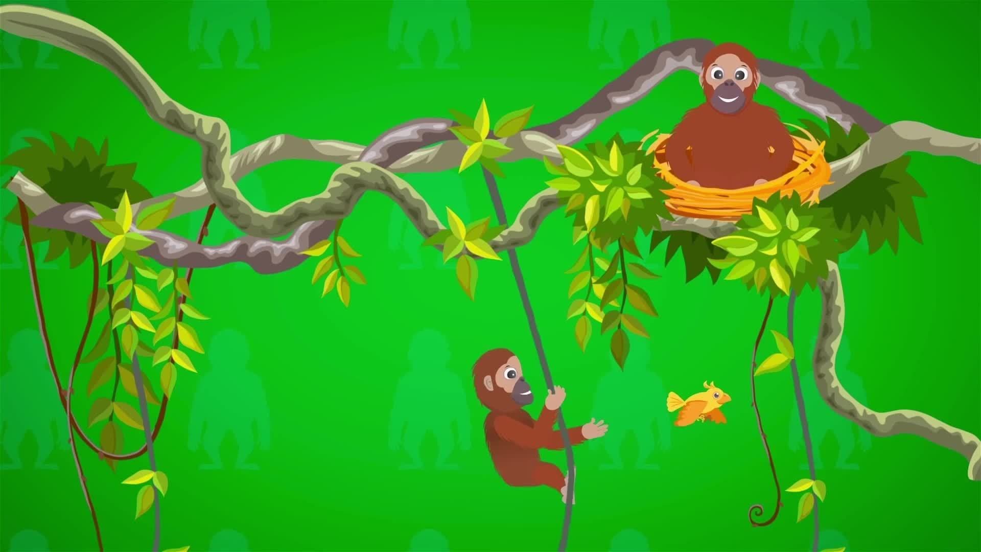 I WONDER - Where Do Orangutans Sleep?
