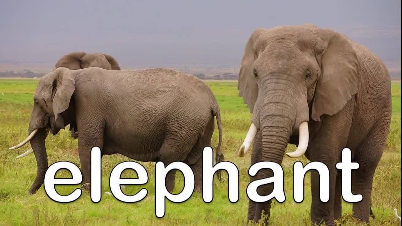 Jungle Animals - Learn Jungle Animals for Kids