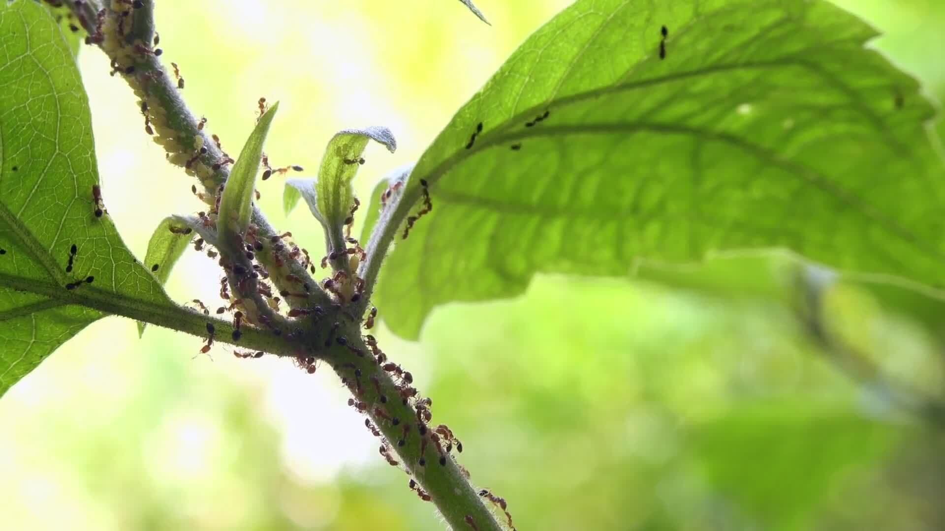 The Inner Workings of an Ant Colony: Roles, Responsibilities, and Relationships