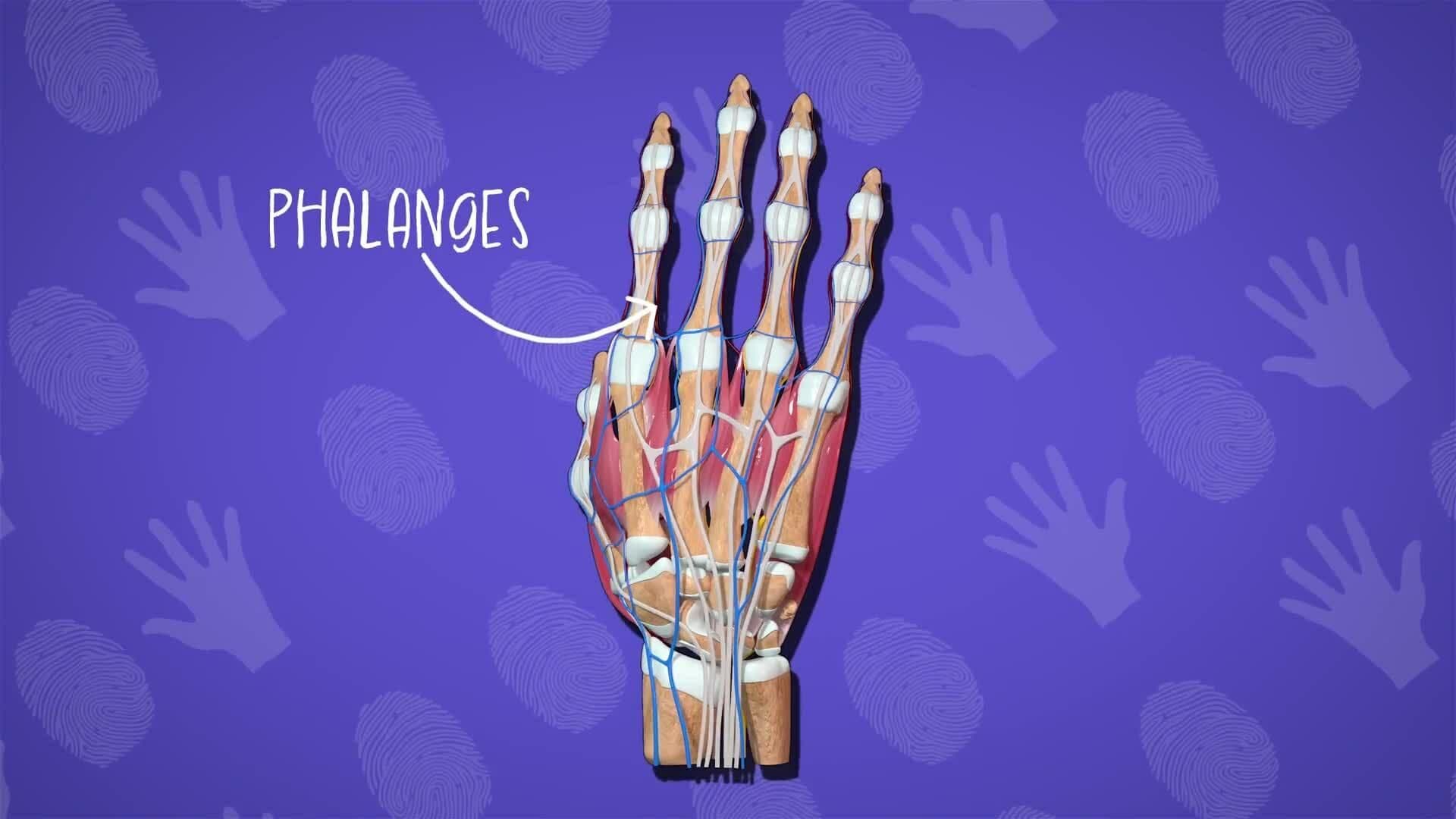 I WONDER - What Are Bones Called In The Fingers?