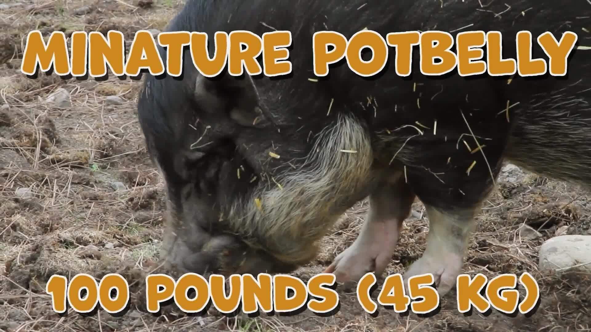 High Five Facts - Pigs