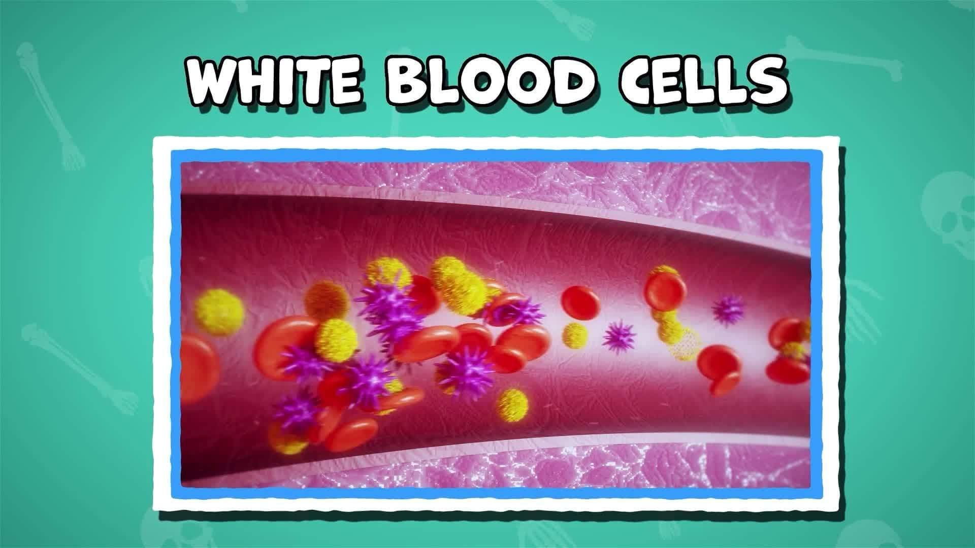 I WONDER - Where Does Blood Come From?