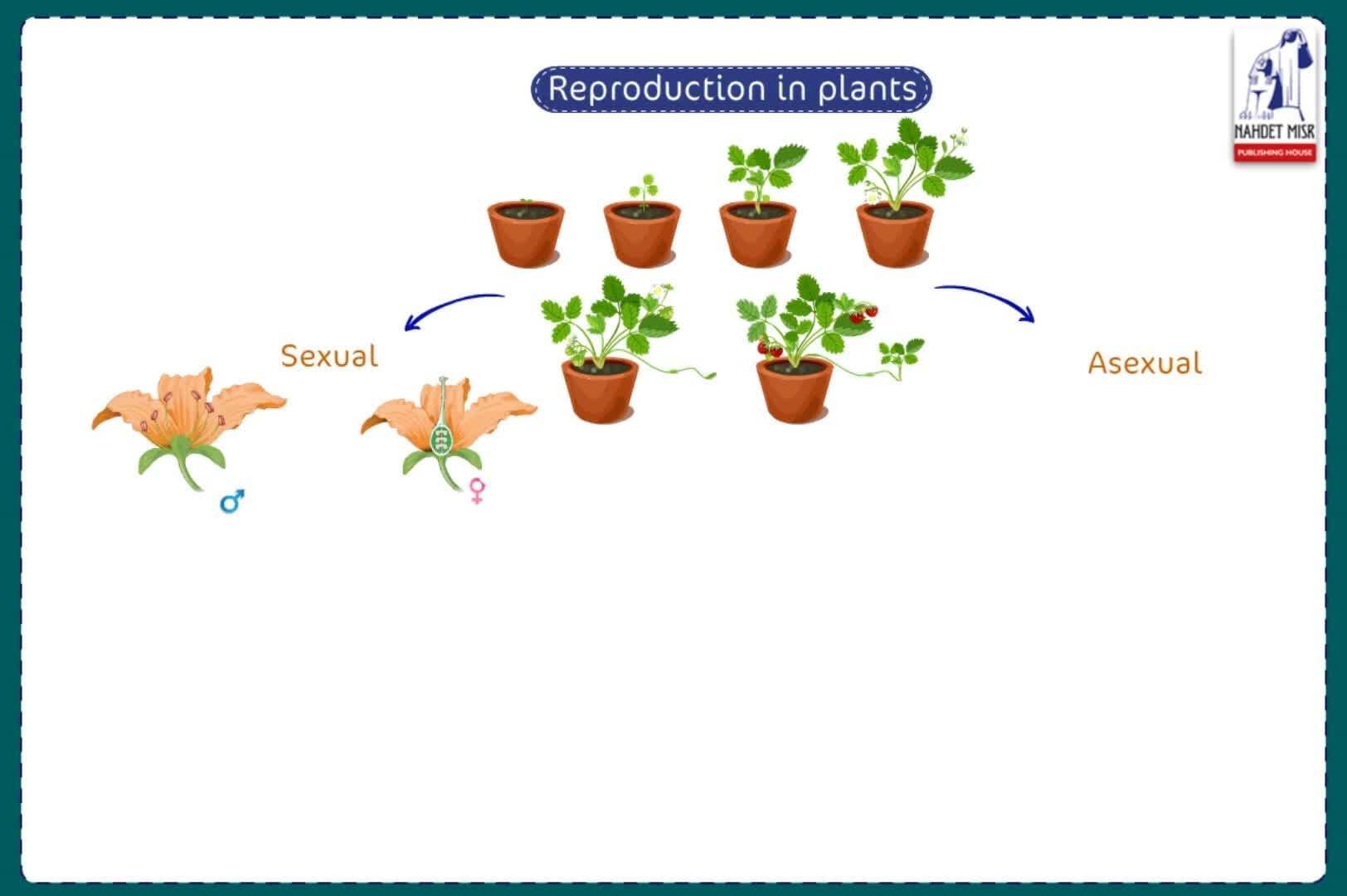 Reproduction and Continuity of Species: Reproduction in Plants