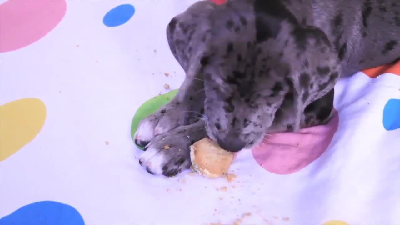 Puppy Facts for Kids!