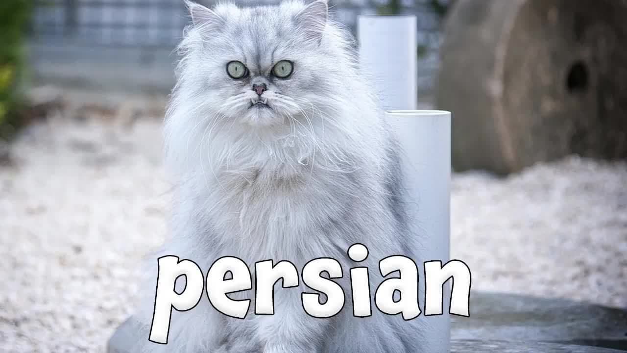 Types of Cats!