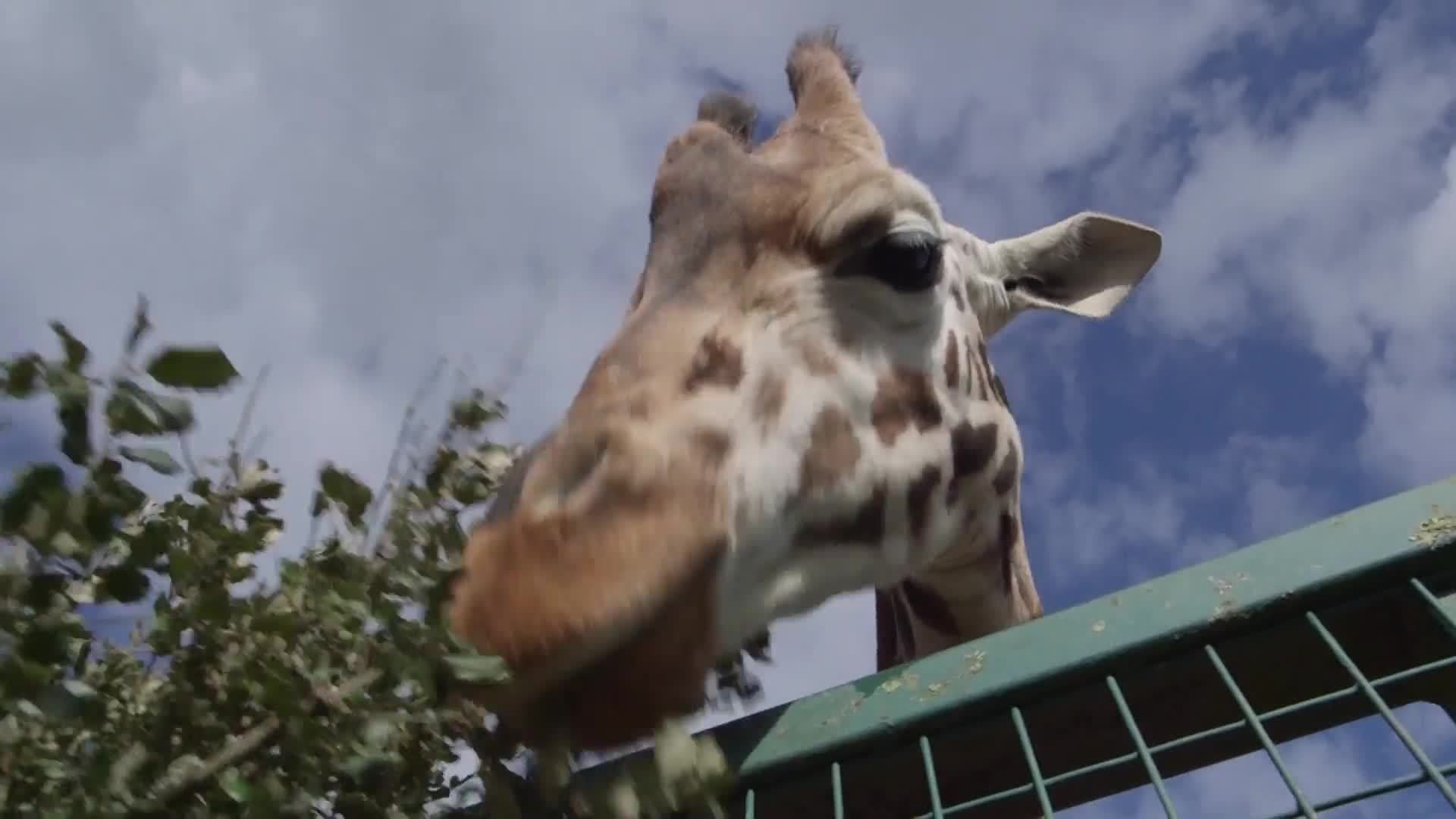 Tallest living animal