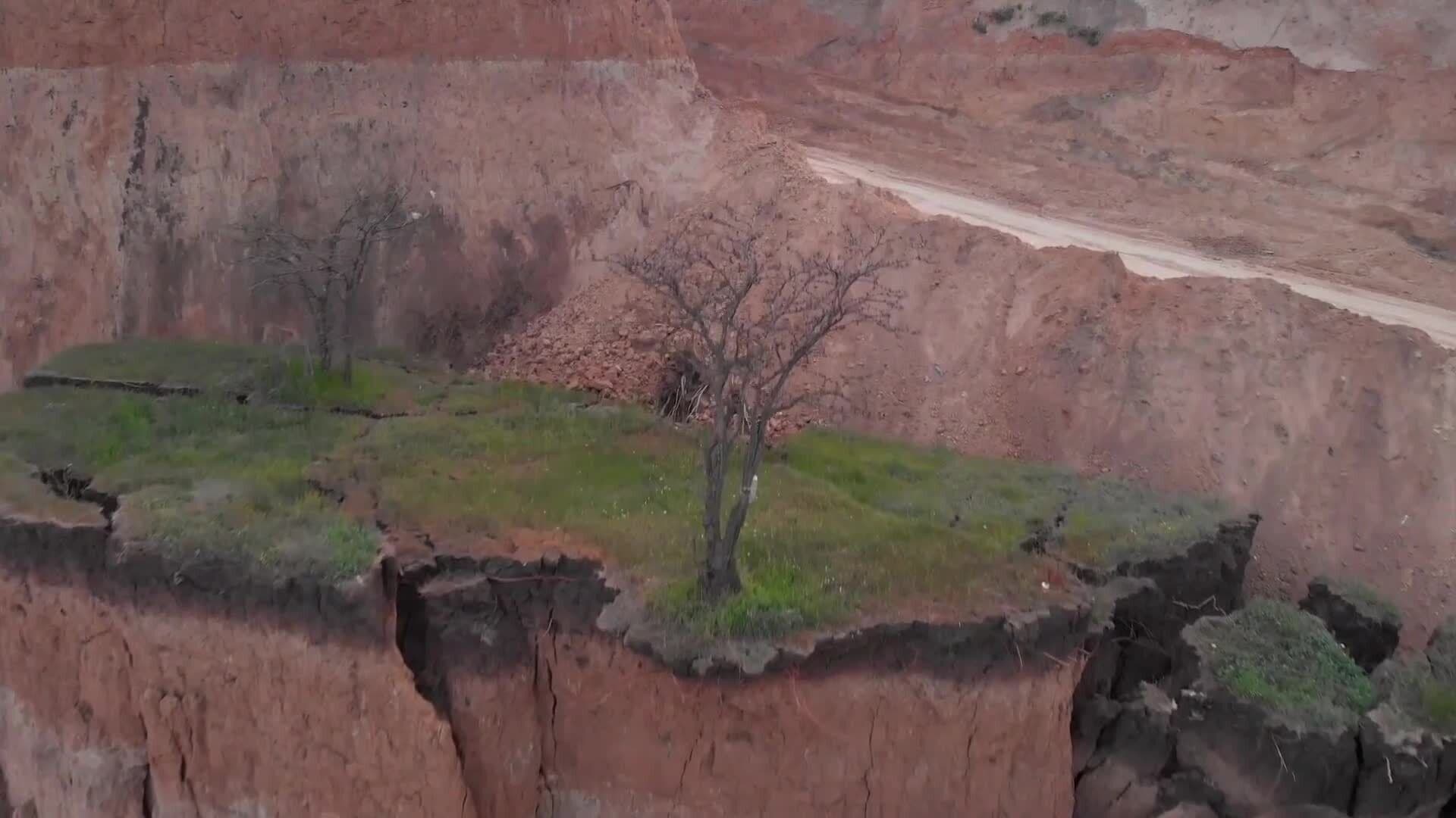 The Green Guardians: Trees and the Fight Against Deforestation