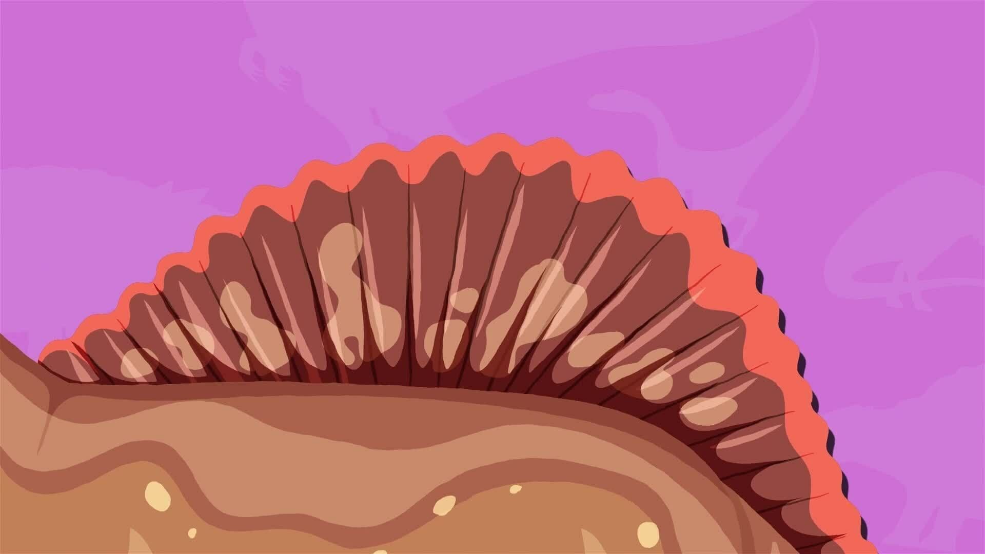 I WONDER - How Did The Spinosaurus Get Is Name?