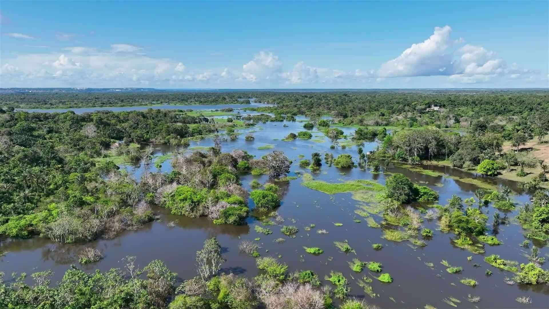 I WONDER - What Animals Live In Tropical Rain Forests?