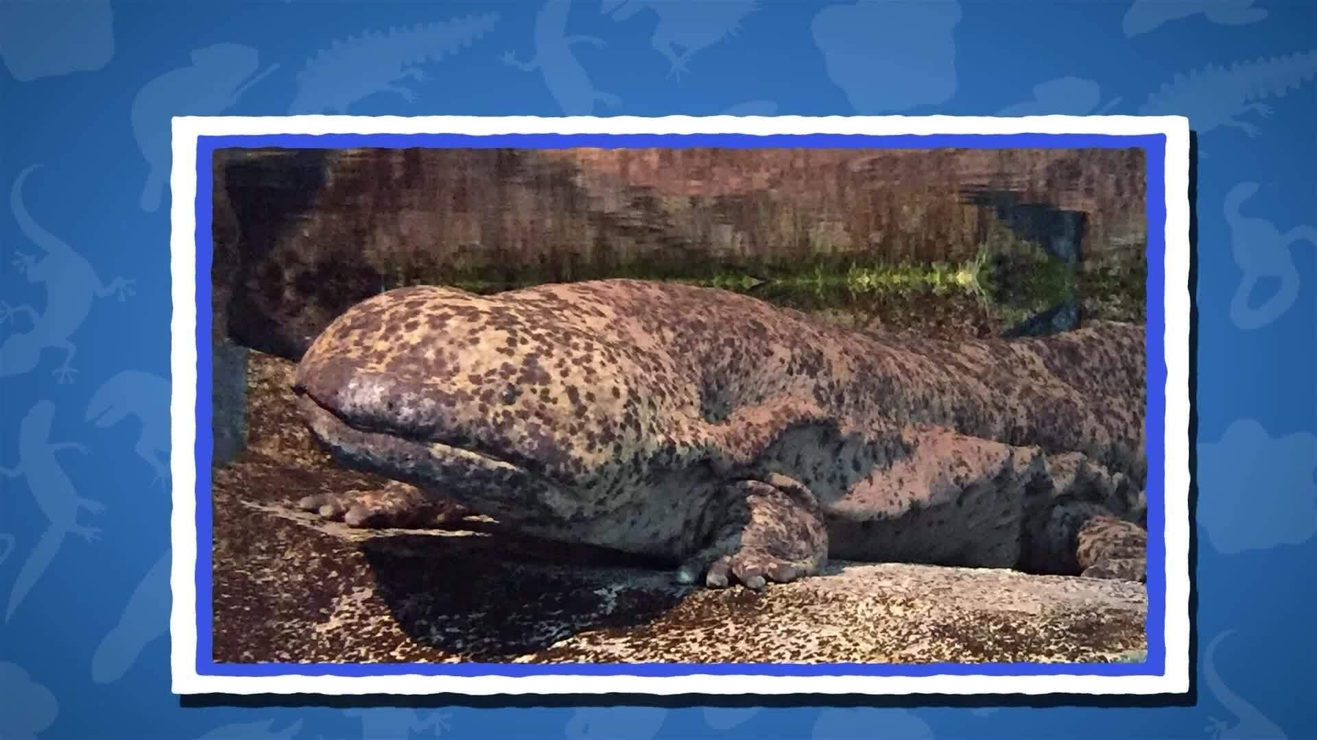 I WONDER - What Is The Largest Amphibian In The World?