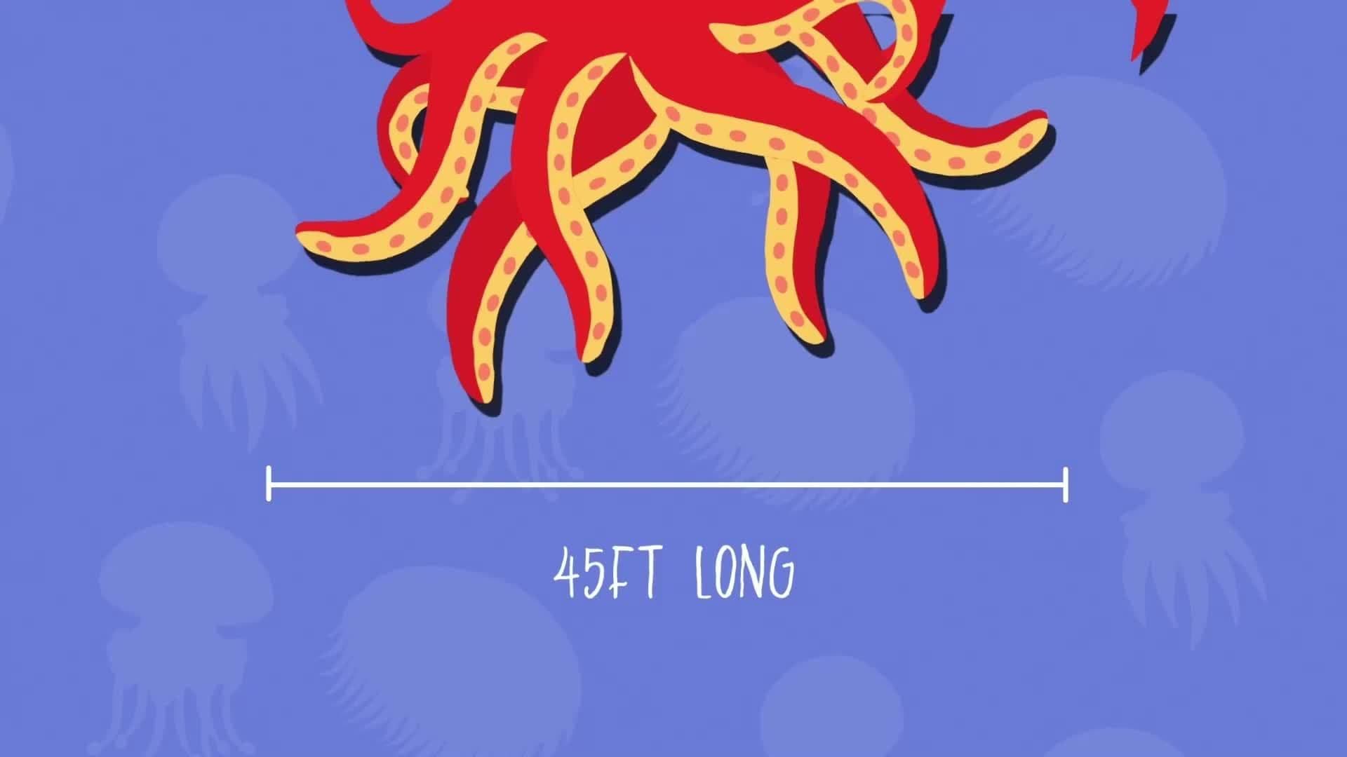 I WONDER - What Is The Largest Invertebrate In The World?
