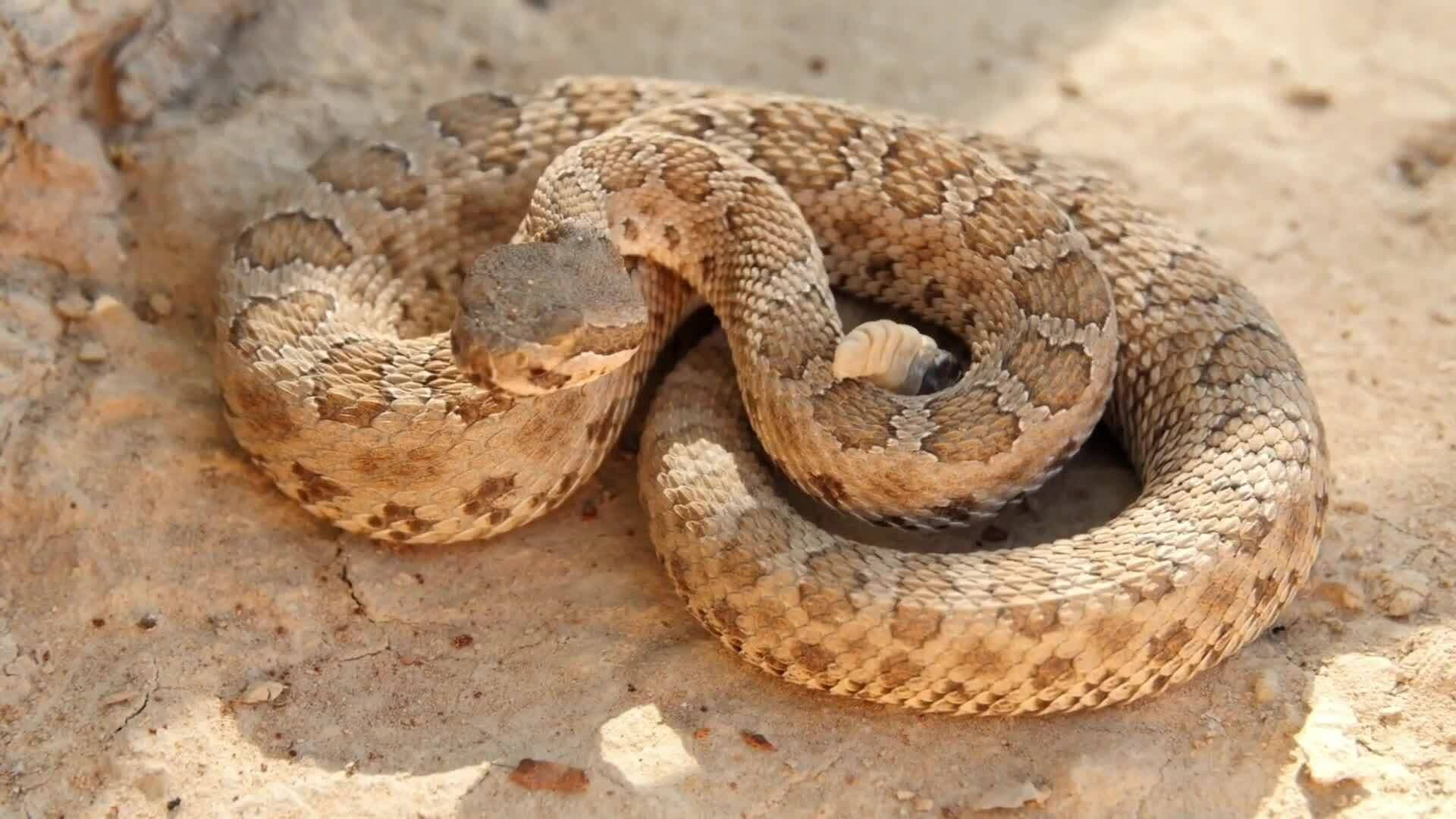 Snake Venom: A Potential Lifesaver