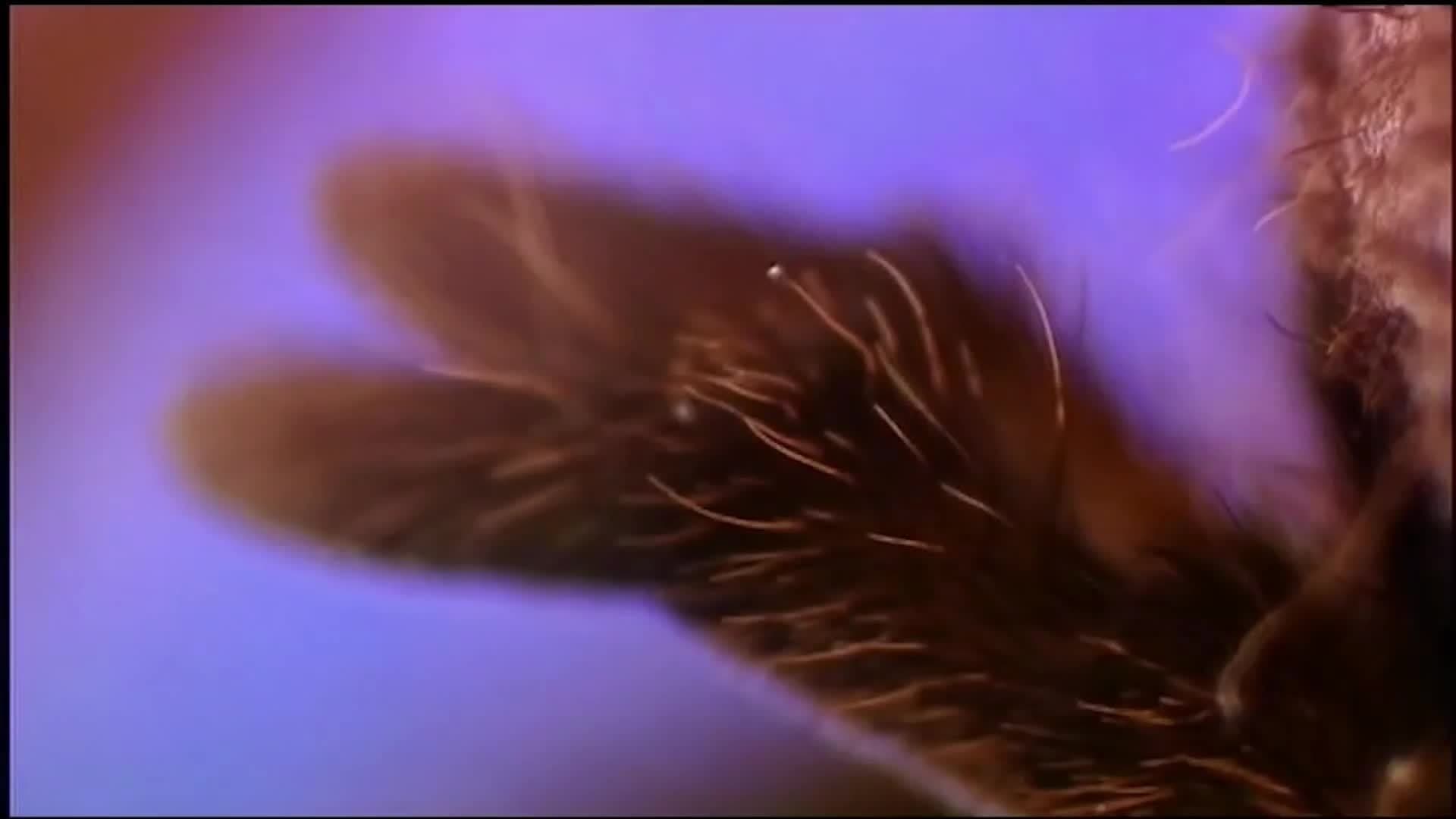 Tarantula World: Why are tarantulas and their webs special
