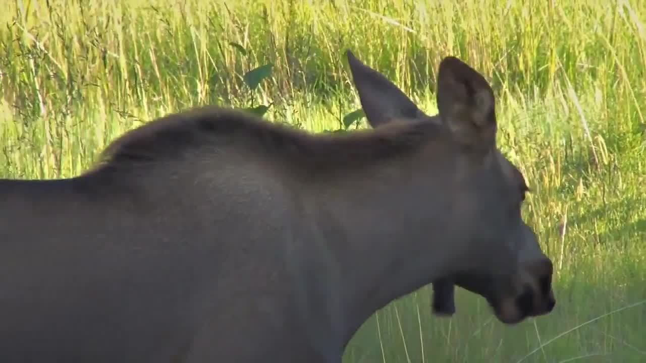 Moose! Moose Facts for Kids