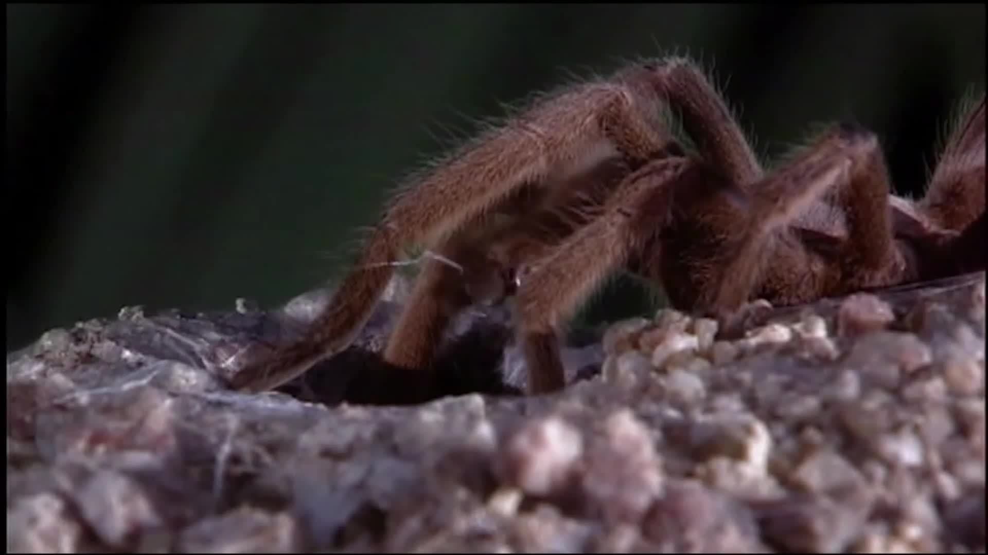 Tarantula World: Learn how tarantulas mate
