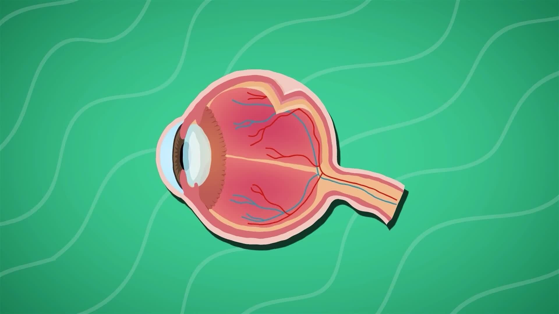I WONDER - How Do The Eyes Work?