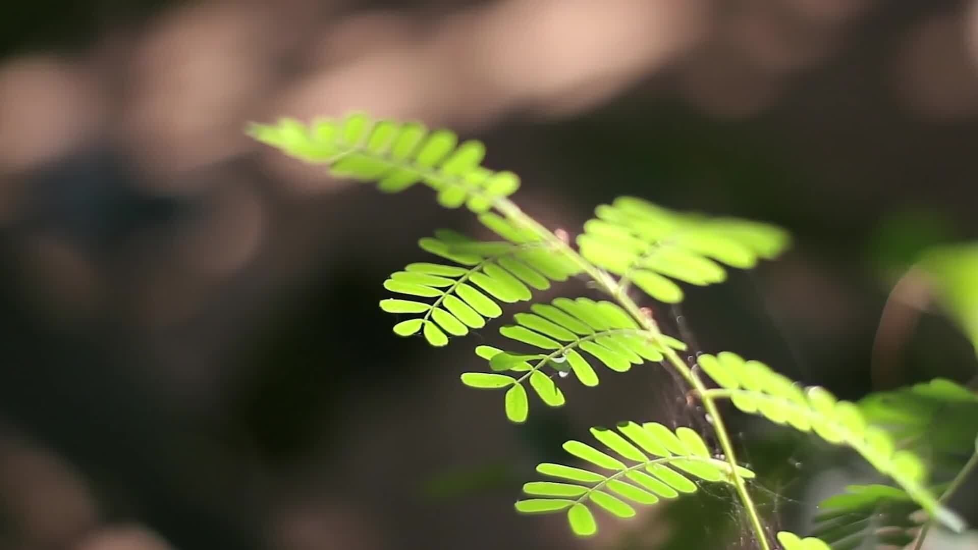The Five Major Mass Extinctions: Earth's History of Biodiversity Loss