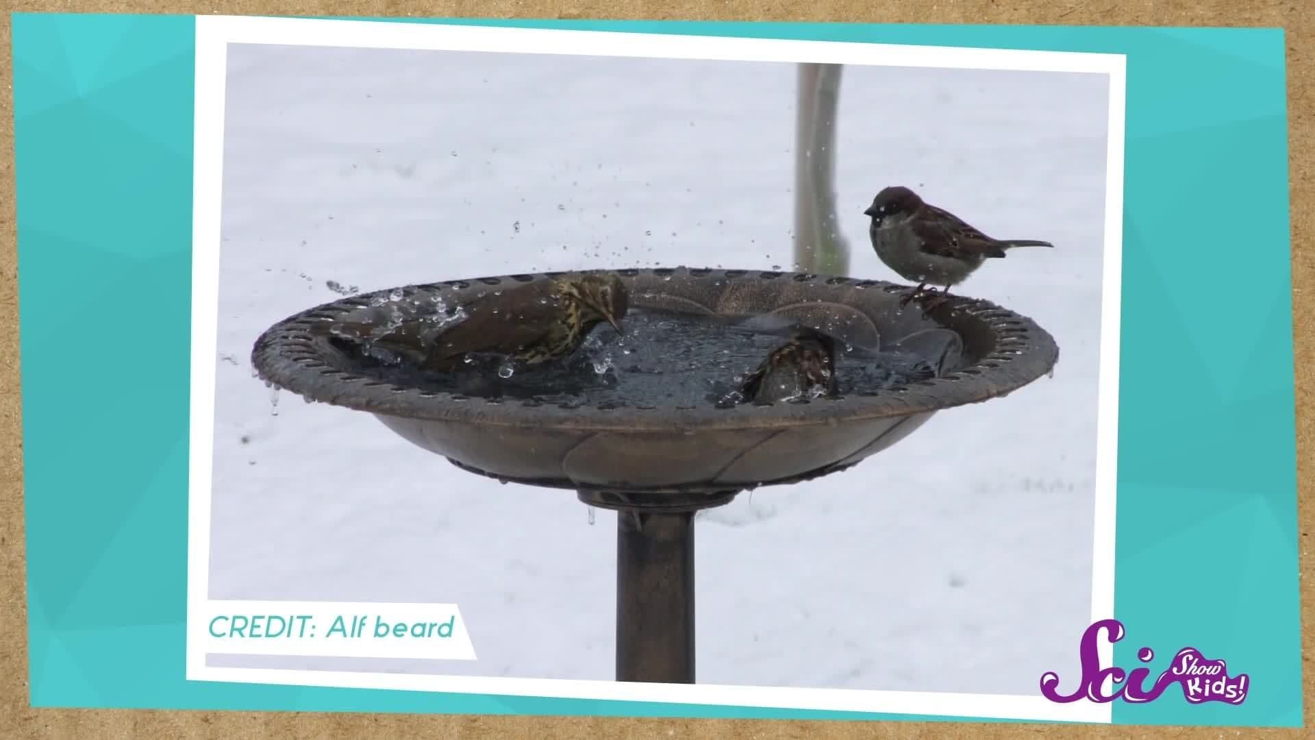 How to Help a Bird! Animal Science for Kids