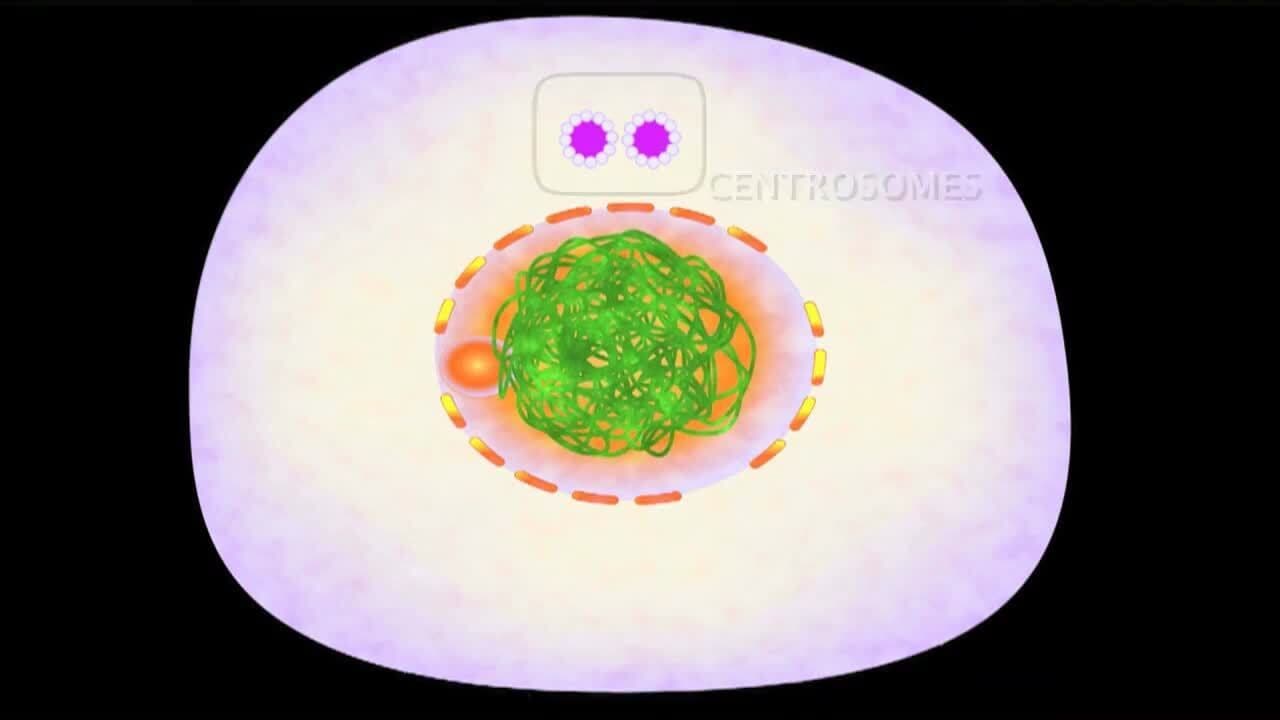 Reproduction and Species Continuity: Cell Division in the First Phase of Meiosis