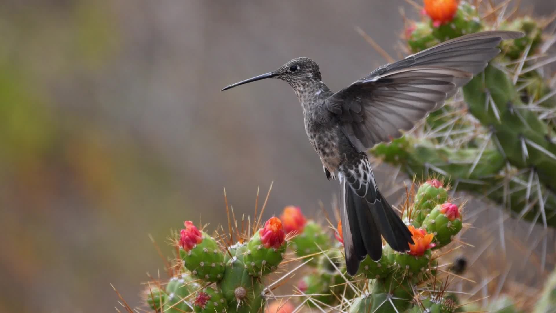 Science Kids: Tropical Birds Around the World