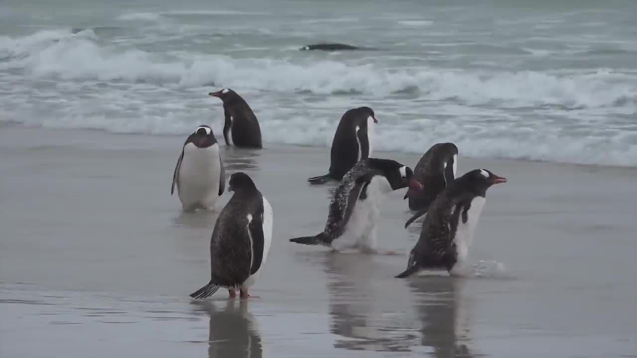 Penguins! Learn about Penguins!