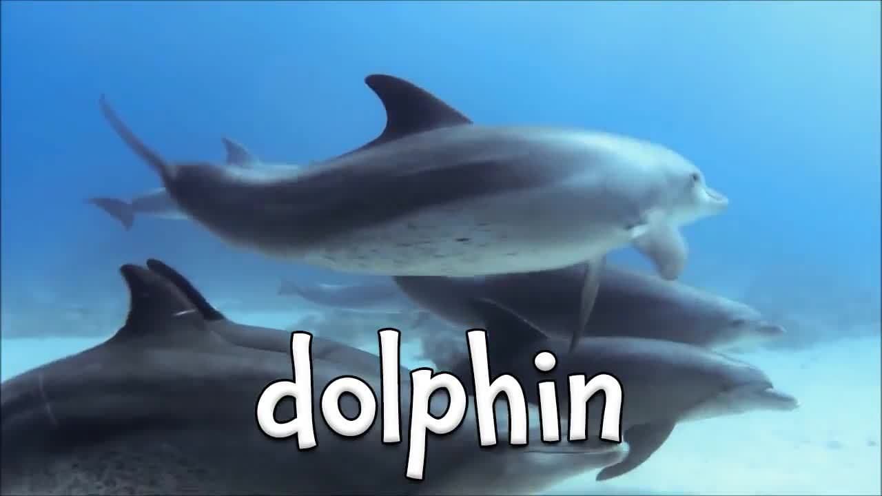 Tropical Animals! Learning about Tropical Animals for Children