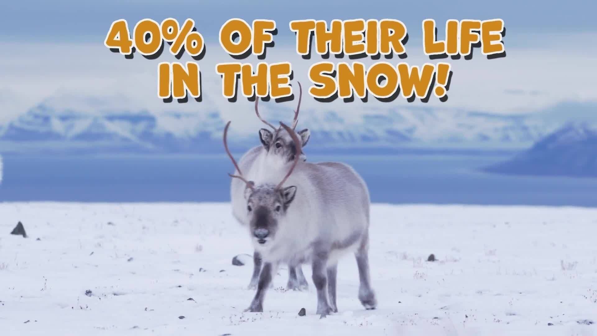 I WONDER - How Do Reindeers Keep Warm?