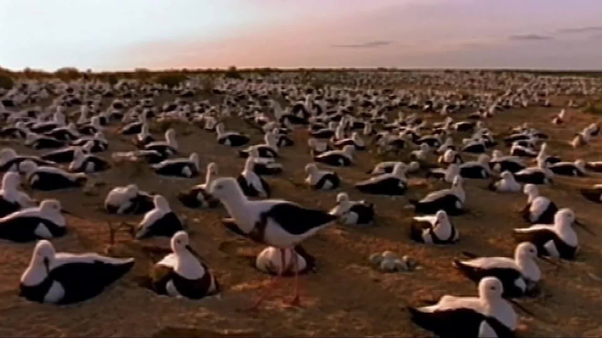 Water Birds Mating In The Desert: What kinds of scientists study birds