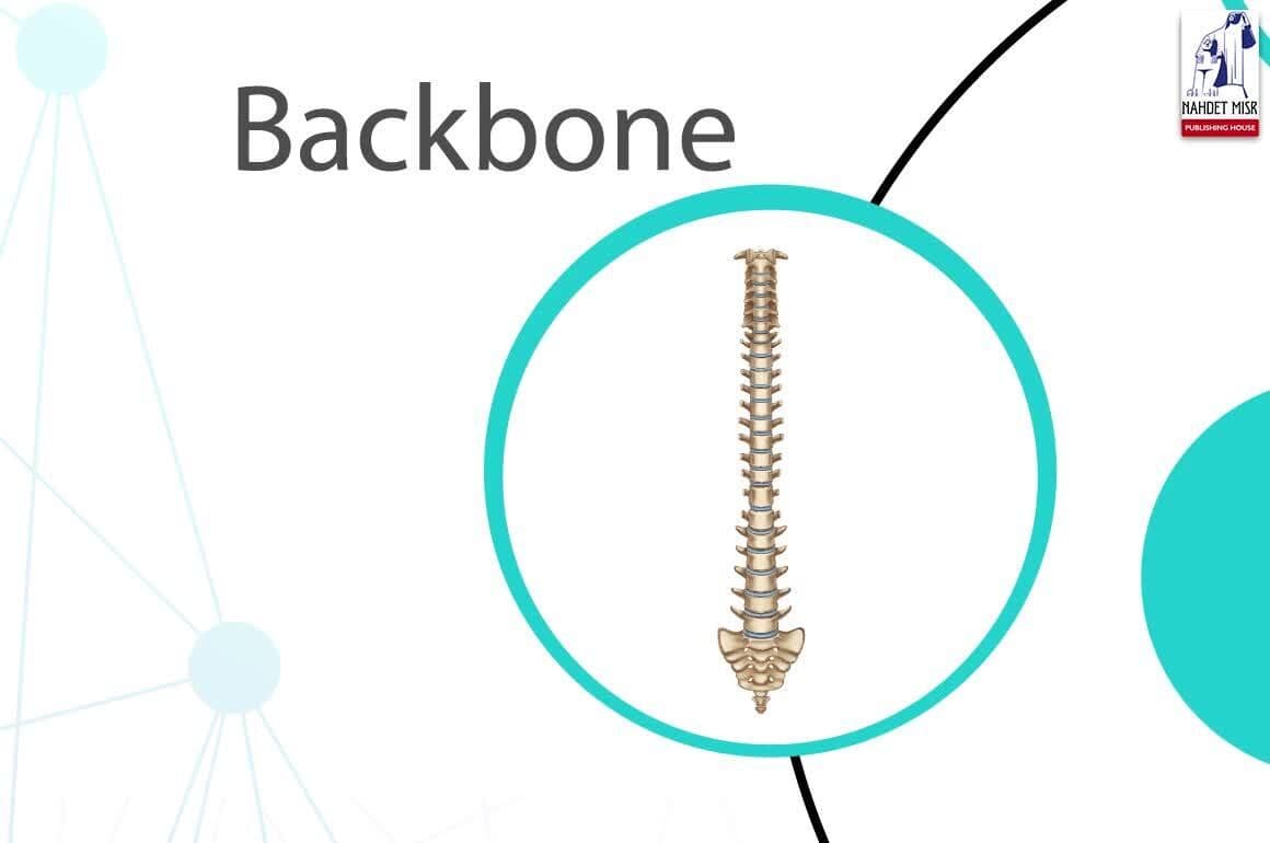 Structure And Function Of the Living Organisms: Human locomotory system