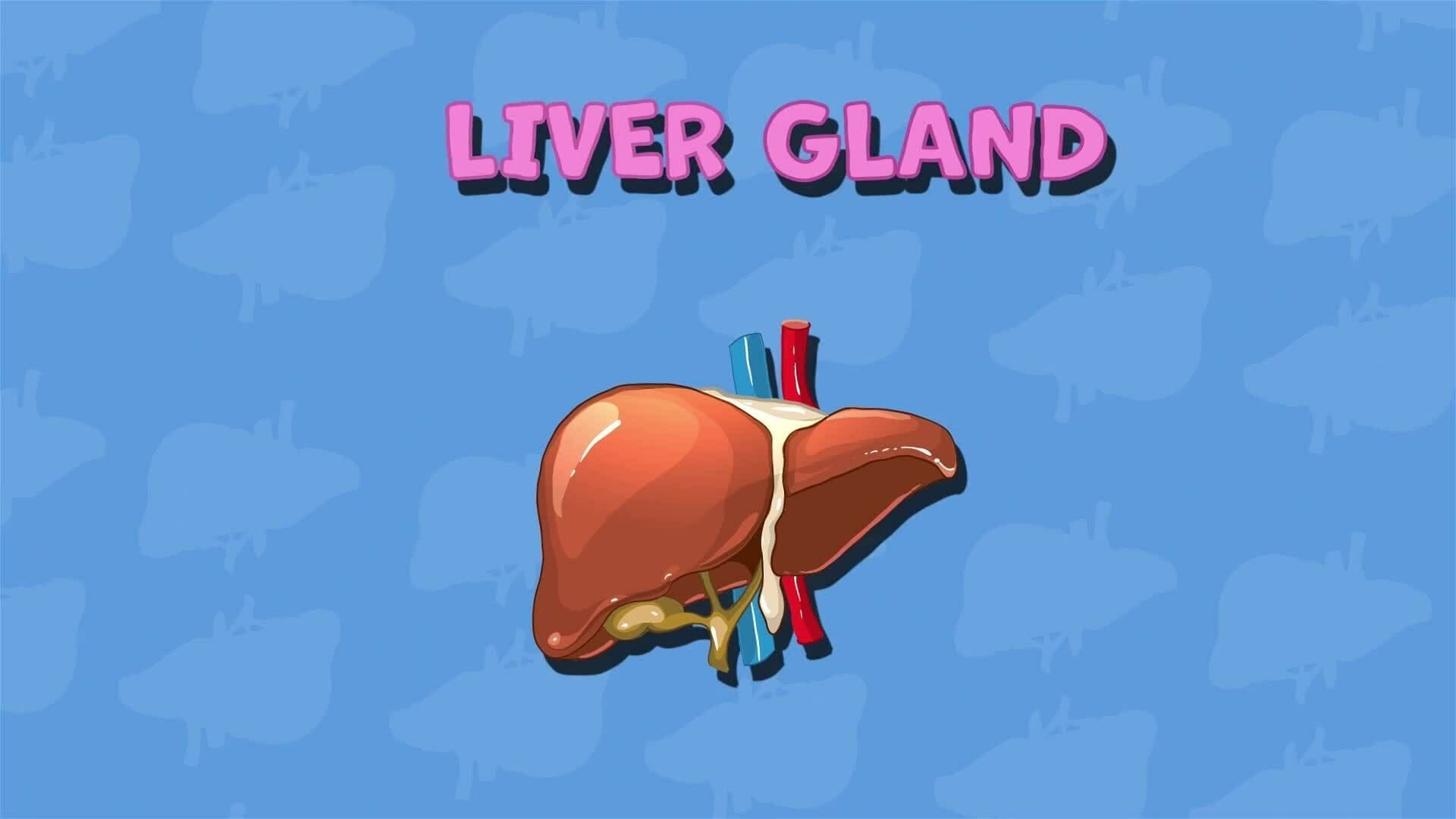 I WONDER - What Is The Largest Gland In The Body?