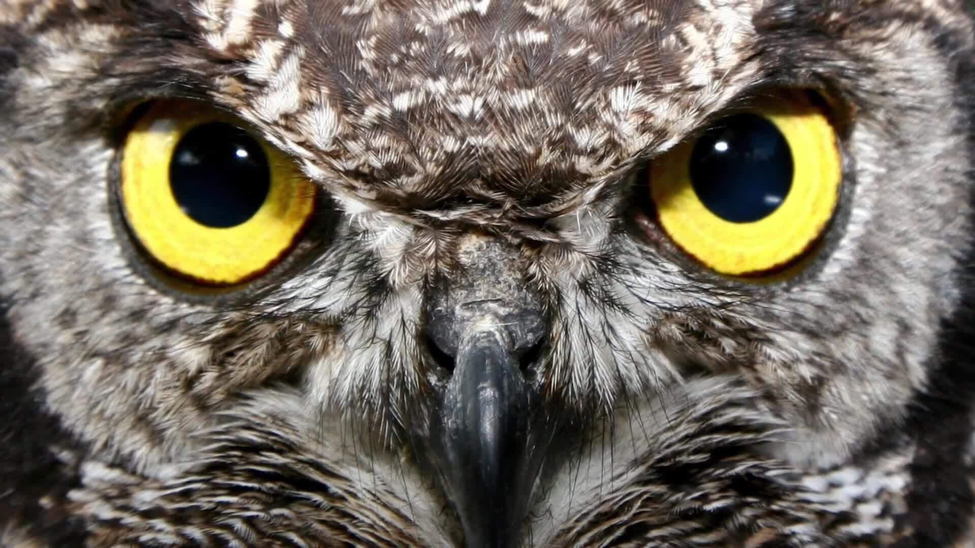 The World of Owls