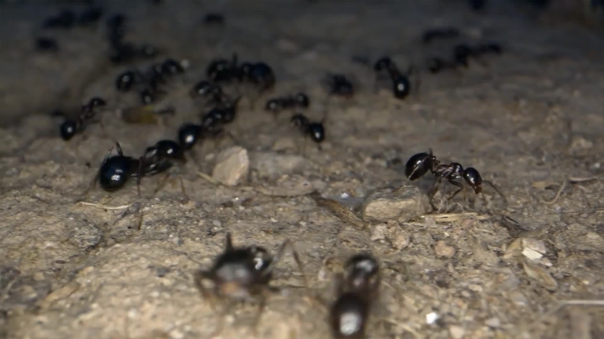 Science Kids: Ants