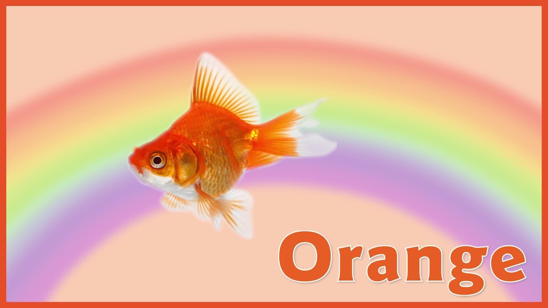 The Orange Song