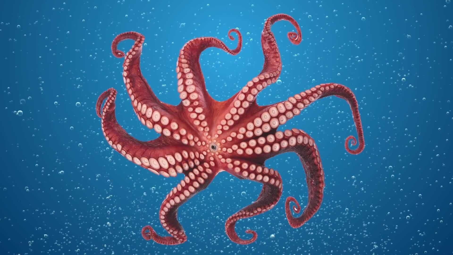 Unveiling the Octopus: Anatomy, Abilities, and Astonishments