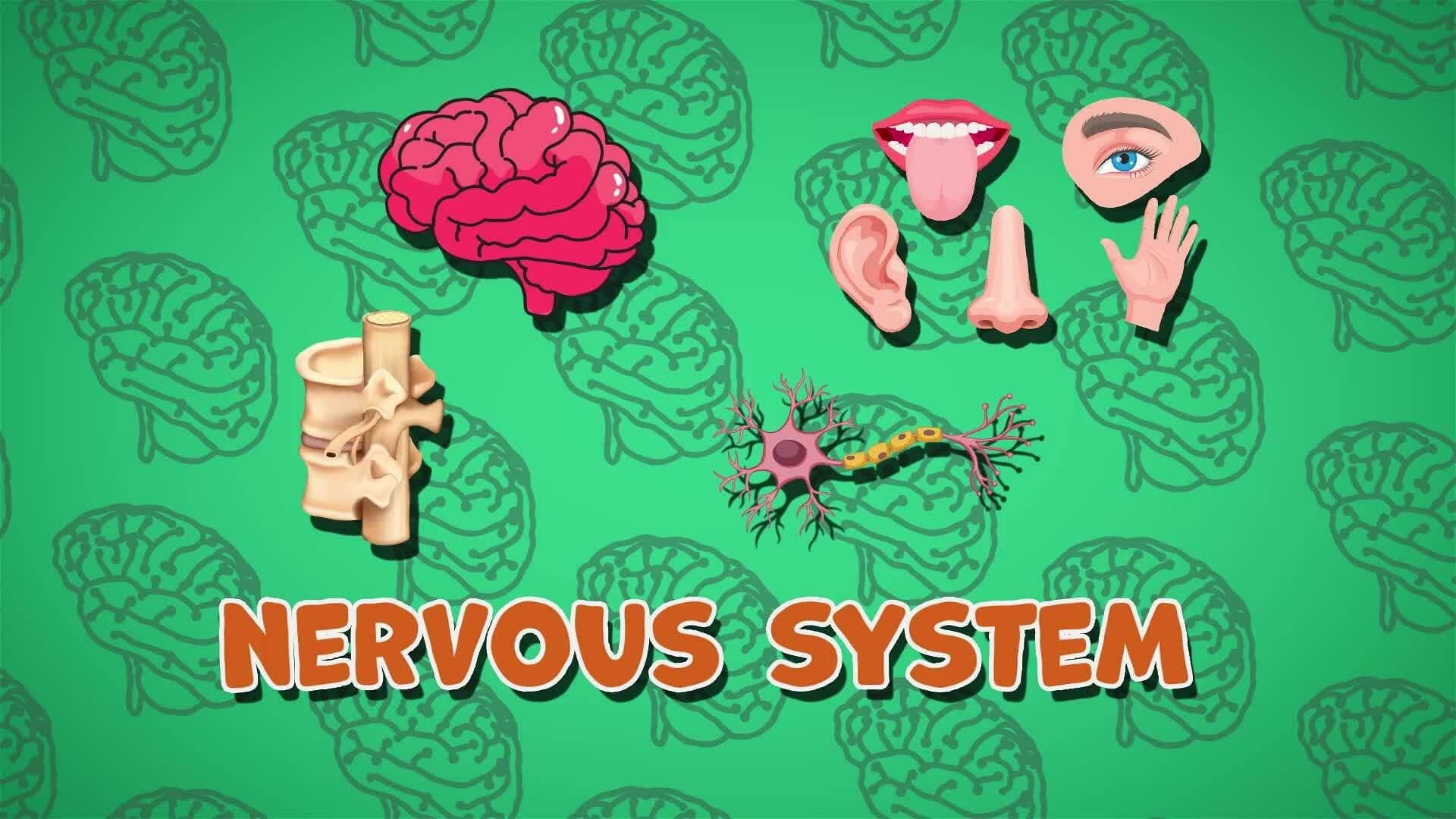 I WONDER - What Organs Are Part Of The Nervous System?