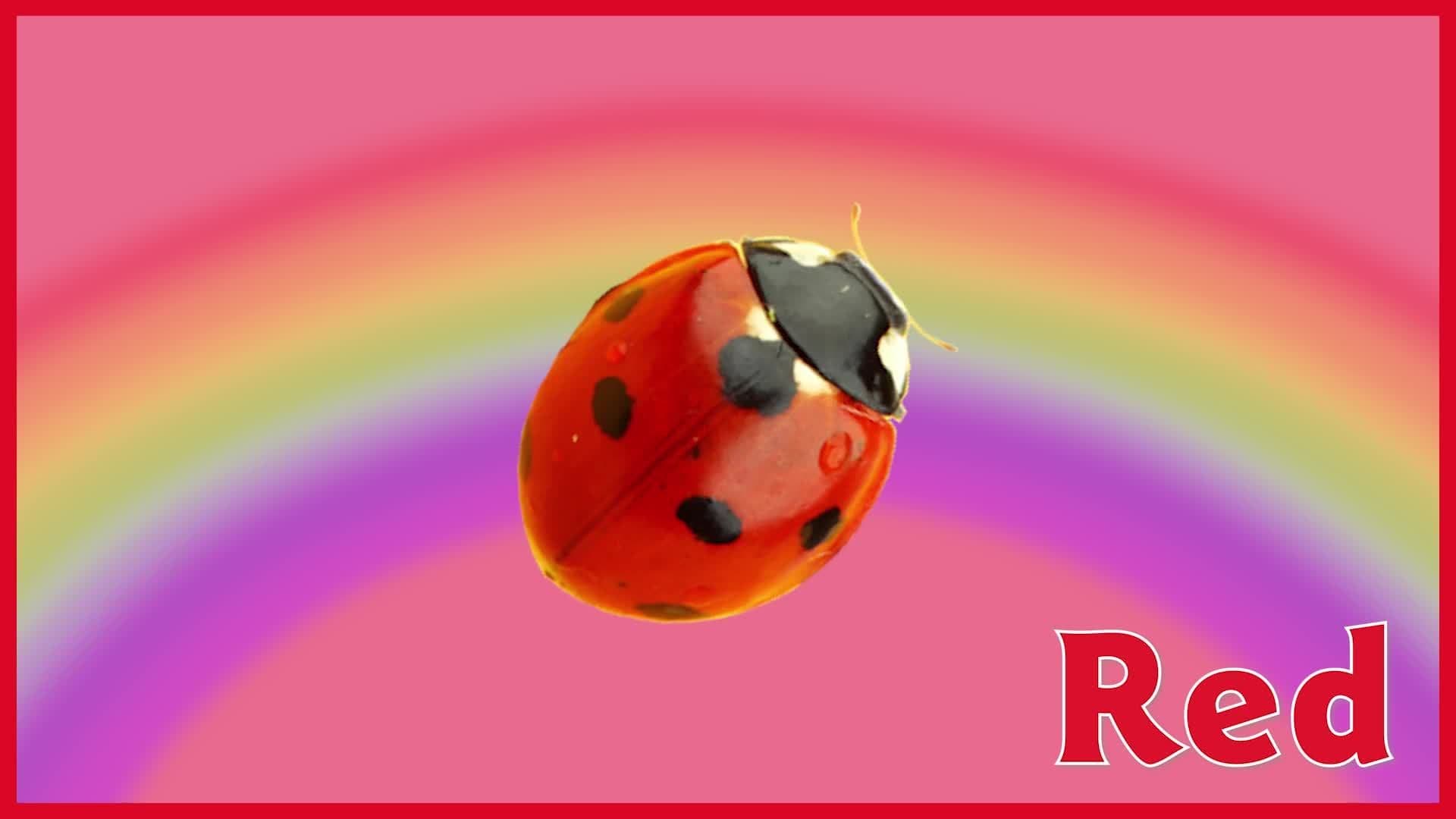 The Red Song