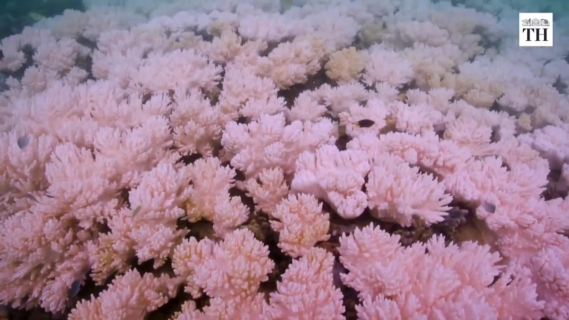The Ripple Effects of Climate Change on Ecosystems