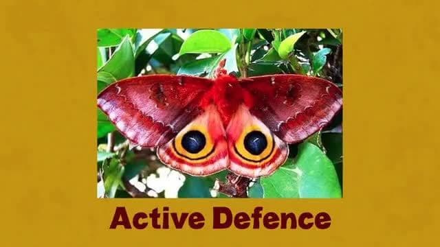 Insect Ecology