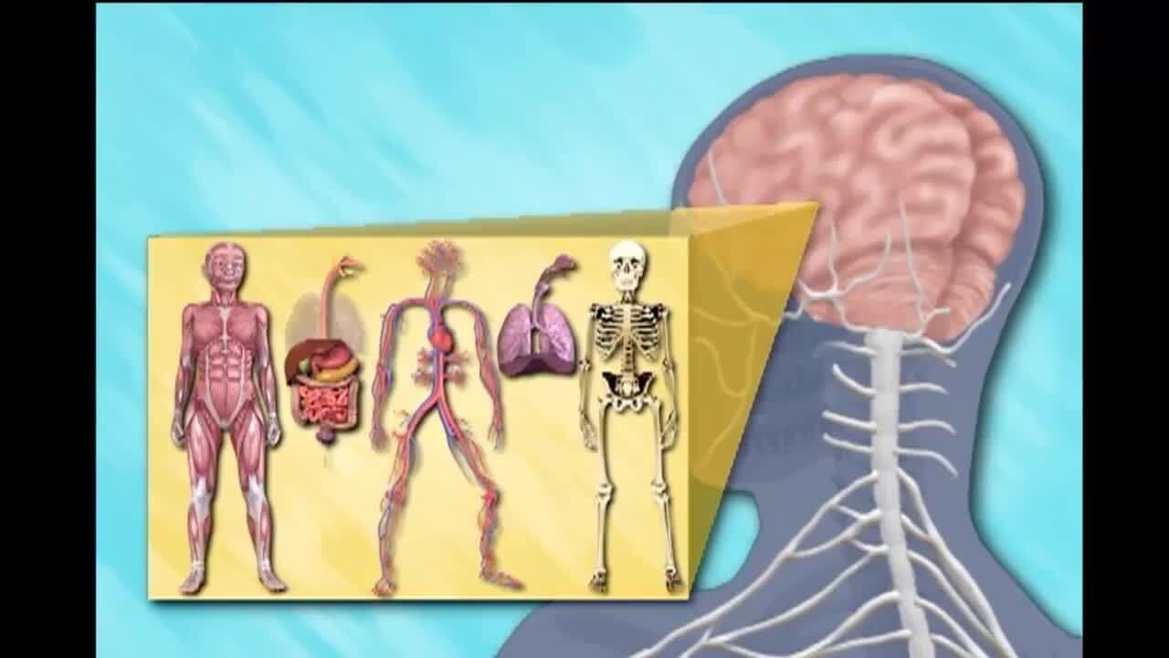 Structure And Function Of the Living Organisms: The Structure and Functions of The Human Nervous System