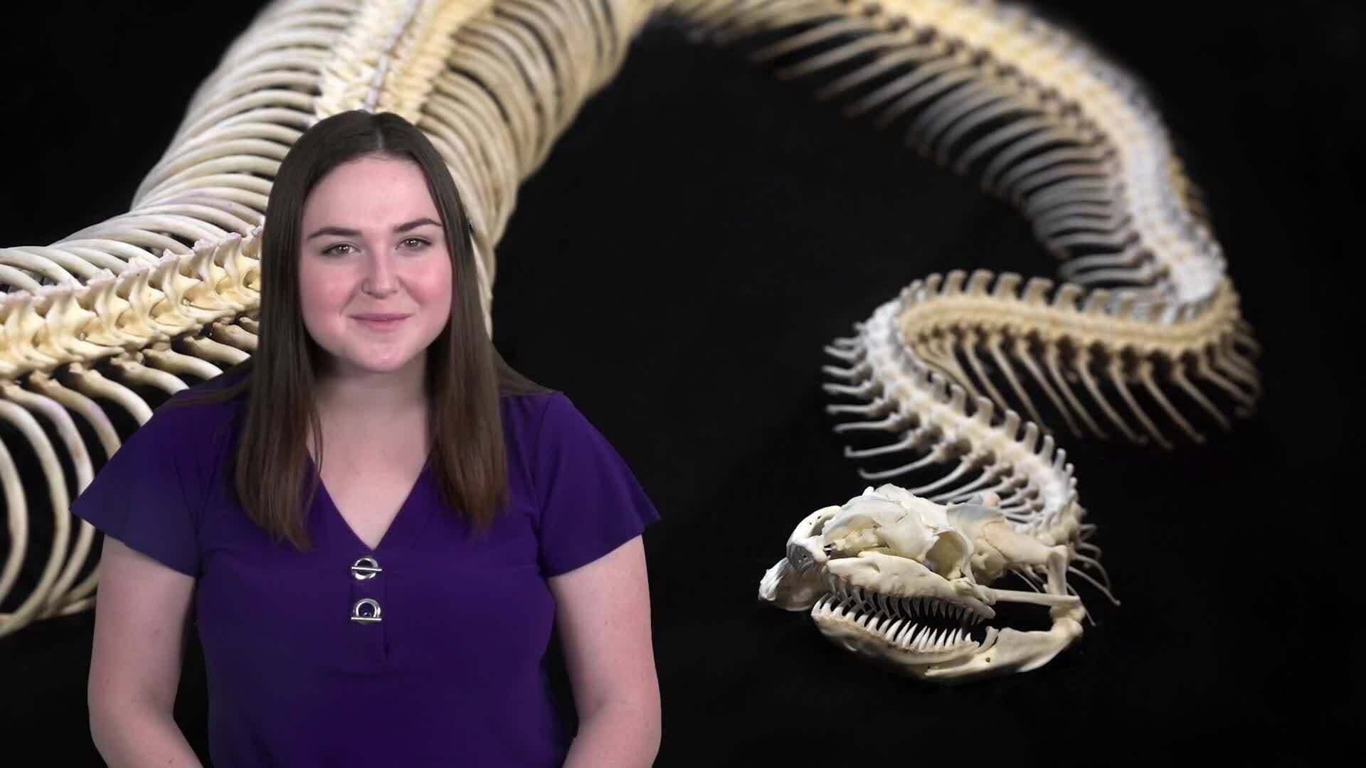 The Intricate Biology of Snakes: A Detailed Exploration